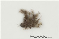 藏品(曲尾苔)的圖片